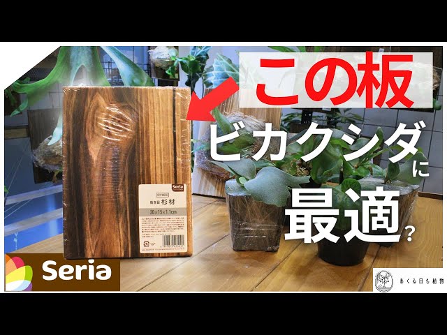 100均のseriaからビカクシダ専用（？）の板が出ました！胞子培養