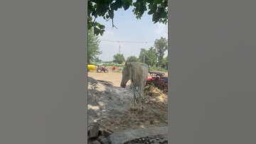 🌸dal baba bidhi Chand ji 🌸#shortvideo #trending #subscriber #khalsa #waheguru #page #horse 🙏