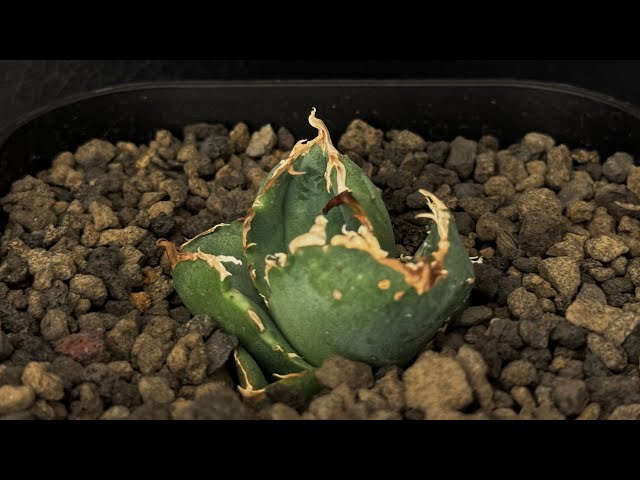 20240621 アガベ・チタノタ 疣猪/丸叶背刺（芽/小）-005｜agave