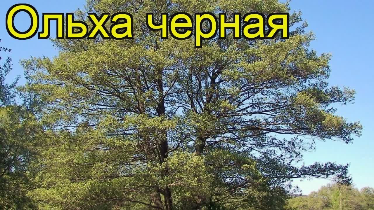 Ольха черная. Краткий обзор: Ольха черная описание характеристик, где купить саженцы alnus glutinosa