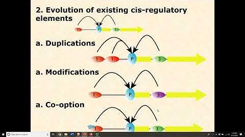 Unit 3.5.2  Regulatory Evolution De Novo CREs
