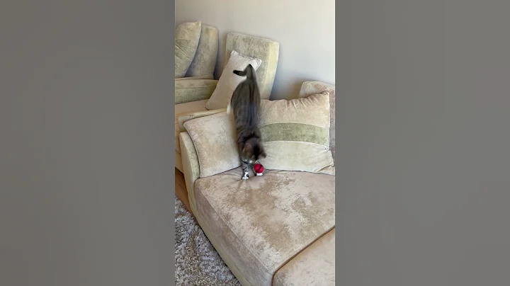 Video 8098841: cats catlover kittycat kitten, kitty catlover cutecat funnycats, kitten catlover cute kittycat, catlover kittycat funny kittens, catlover cutecat funnycat animal, cat kitten food