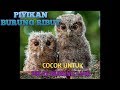 Suara Piyikan Burung Ribut Untuk Pikat Burung Liar Mp3 - Mp4 Download