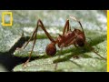 La fourmi coupe-feuille, capable de déchiqueter un arbre