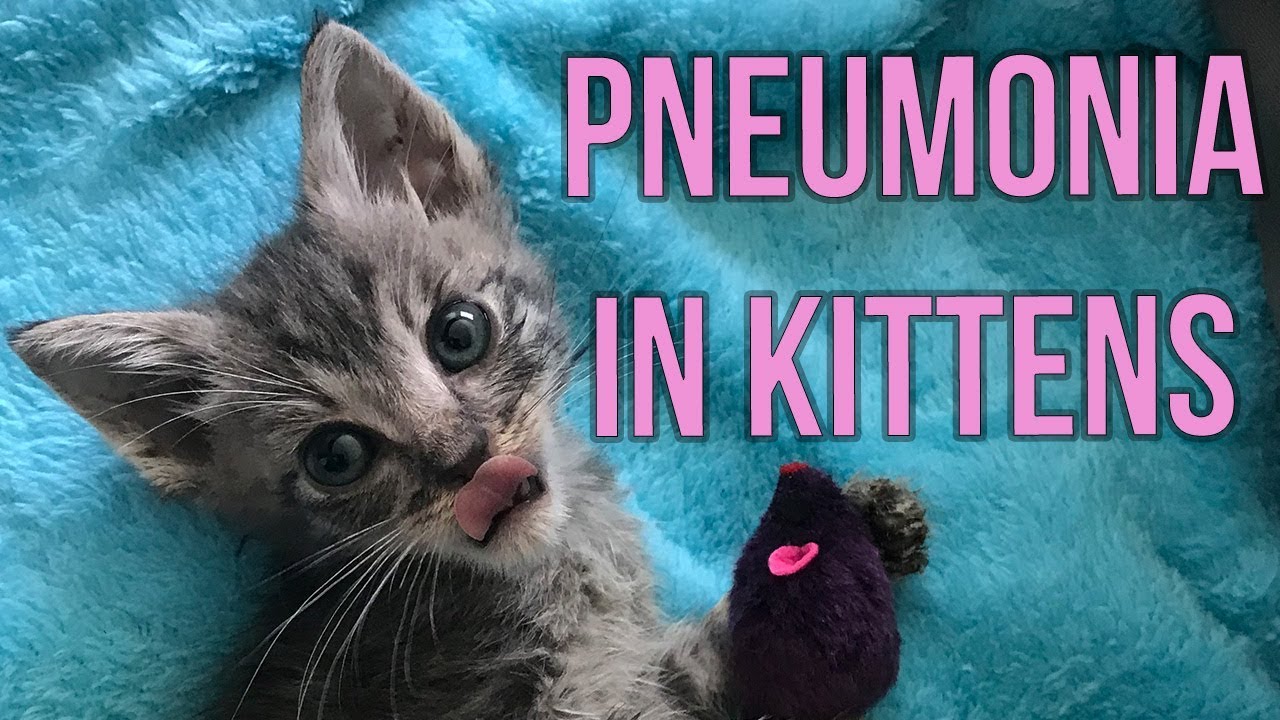 Helping Kittens Survive Pneumonia