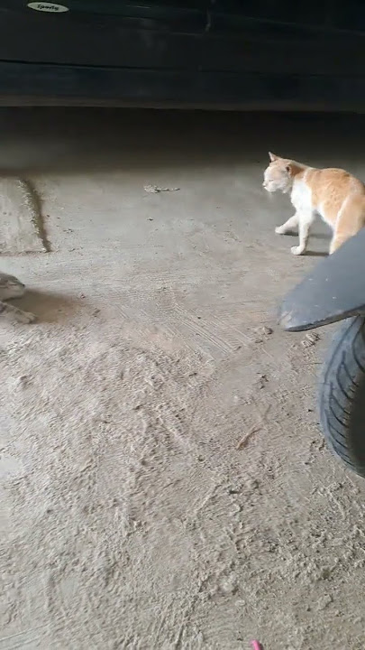 kucing sange guling guling