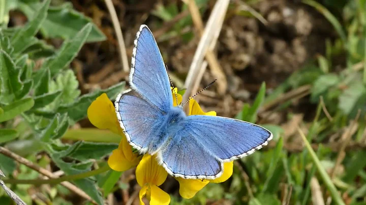 Adonis Blue (Polyommatus bellargus, also known as ...