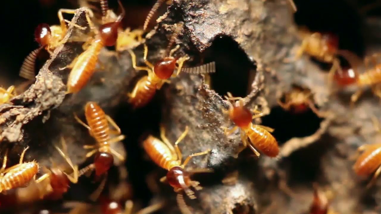 Professional Bed Bugs Inspection Chesapeake VA YouTube