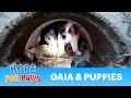 Dog rescue in central California (Gaia, Sydney, Matilda & Gabriella) - Please share. Dog rescue in central California (Gaia, Sydney, Matilda & Gabriella) - Please share.
