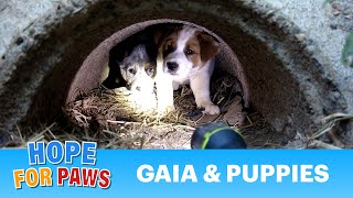 Dog rescue in central California (Gaia, Sydney, Matilda & Gabriella) - Please share. Dog rescue in central California (Gaia, Sydney, Matilda & Gabriella) - Please share.