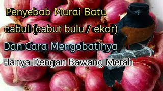 Murai Batu Anda Cabul cabut Bulu  Ekor Jangan Bingun  Mengobati Murai Batu Cabul