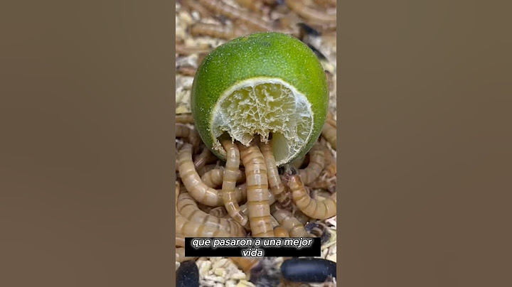 GUSANOS 🆚 LIMON🍋🐛