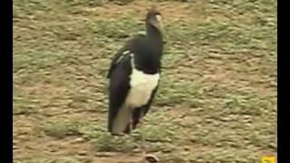 Abdims Stork Petes Pond December 14, 2009