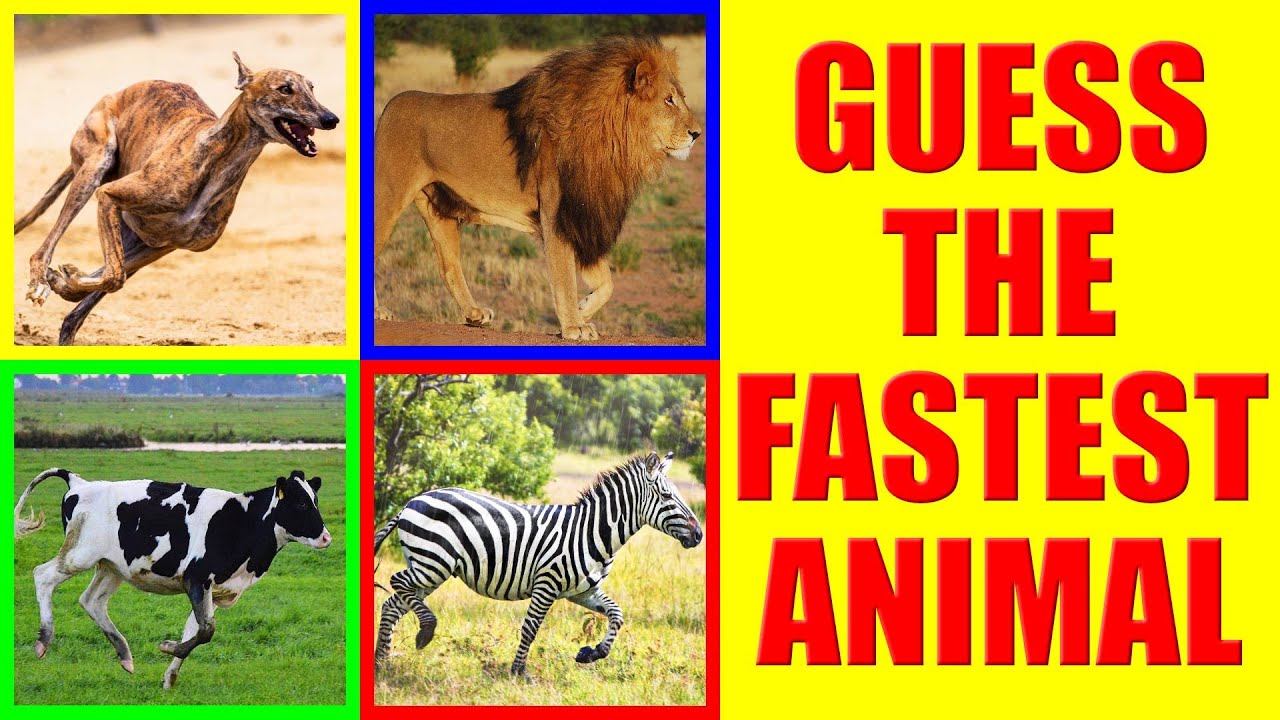 Which is the Fastest Animal? | Guess the Faster Animal Quiz - YouTube
