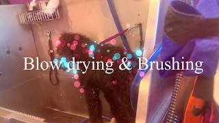 Drying and Brushing