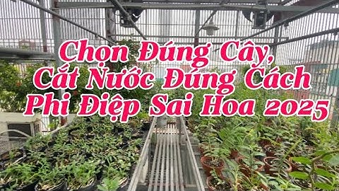 Thời Điểm Vàng Chọn Cây Giảm Nước, Cắt Nước Phi Điệp 2025 – Trúng Mùa Hoa!