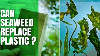 Can Seaweed Replace Plastic in Coming Times?