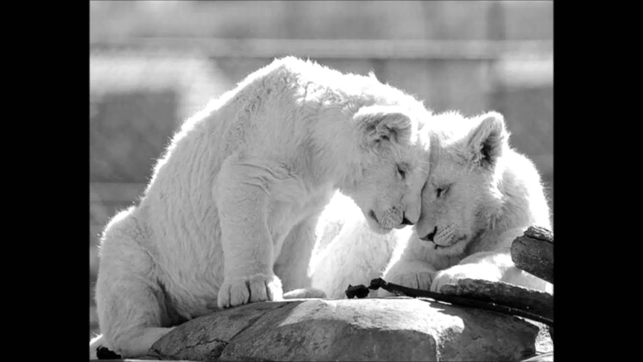 2 животных как 2 человека. Влюбленные однополые животные. Животные признаются в любви друг другу. Любовь и нежность встречаются только в мире животных ???. Зверская любовь.