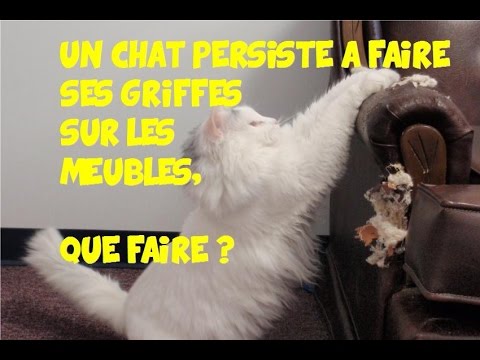 Un Chat Persiste A Faire Ses Griffes Sur Les Meubles Que Faire Youtube