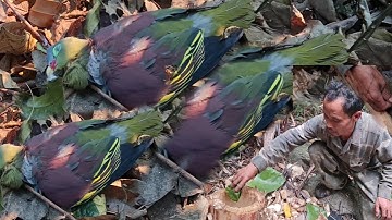 mus laij tua  nquab noj txiv vaj khaum