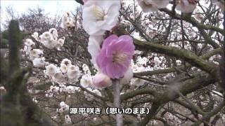 梅の「源平咲き」（香川県園芸総合センター）見ごろ最高