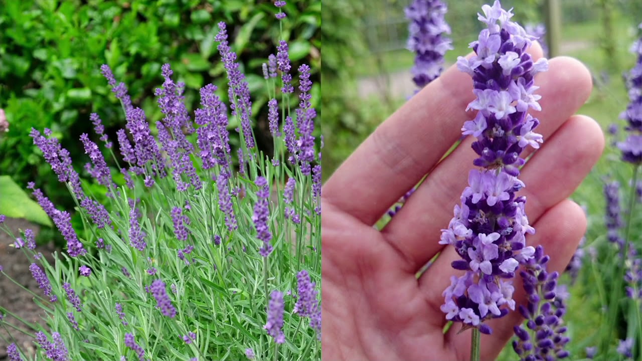 Roberta's 3-Piece Big Time Blue Lavender Live Plants on QVC
