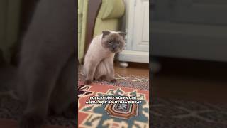 Kediler Aslında Terliyor Ama Böyle Değil! 😳