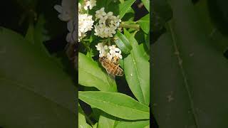 Biene Honigbiene auf seltener Pflanze Blüte sammelt Nektar 🍯 und zischt ab fliegt weg bee 🐝 so süß