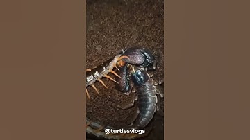Scorpion vs Centipede! Cuộc tử chiến giữa Bọ cạp và rết! #scorpio #centipede #shorts #trending #omg