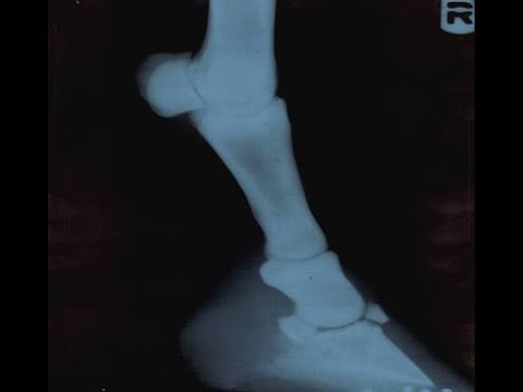 Video: ¿Se puede criar un caballo con navicular?