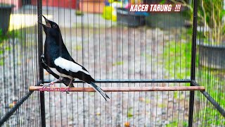 KACER TARUNG BUKA EKOR Cocok Buat Terapi Kacer Lelet Emosi Dan Malas Bunyi DIJAMIN AMPUH !!!