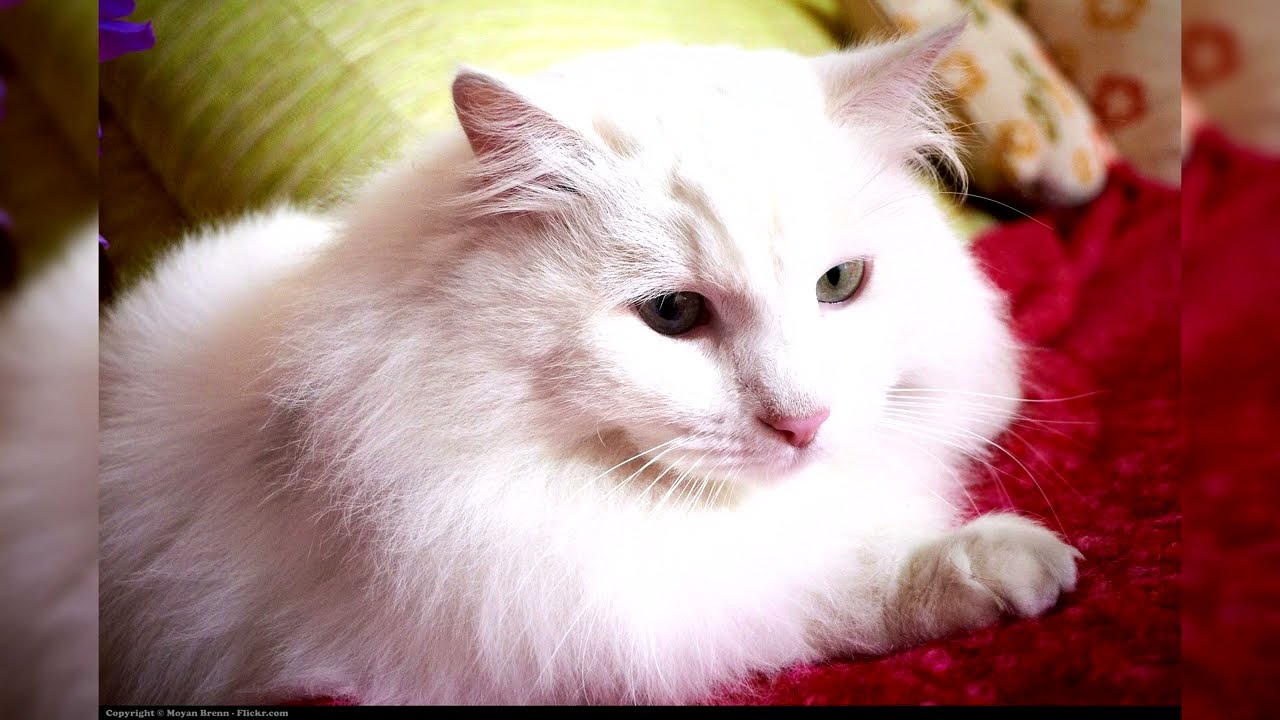 Angora turc. Avantages et inconvénients, Prix, Comment choisir, Faits, Soins, Histoire