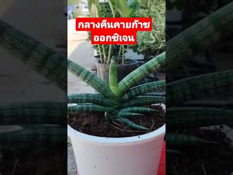 Video: Silwer loofplante vir jou tuin