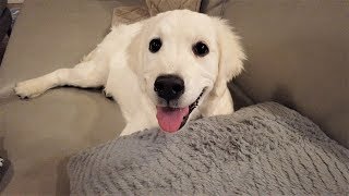 (End Sub) The Puppy's Day After Returning Home Within 10 Days I Golden Retriever Danbi