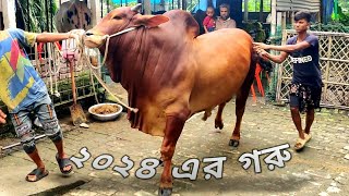 Hot Red Bull Collection For Upcoming Eid UL Adha 2024 √ Qurbani Goru • Roadies Bull • Cow Lovers