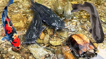 Bắt cá trê, cá suối, cá sộp, cá chép, cá rô đồng, cá dọn bể, các loại cá sông, bắt cá nước ngọt