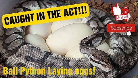 ⚠️CAUGHT IN THE ACT!⚠️Ball Python Laying Eggs!!