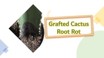 How to save grafted cactus from dying | cactus root rot saving tips and signs | Plant in Art