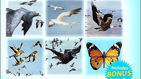 Bird Flock Bundle - Unity Character Download