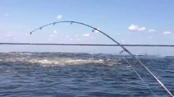 Redfish Fishing (Huge school of redfish eating evrything in their path)