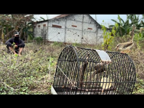 Ketemu prenjak buntung, walau buntung tapi pedas banget kayak omongan tetangga 🤣