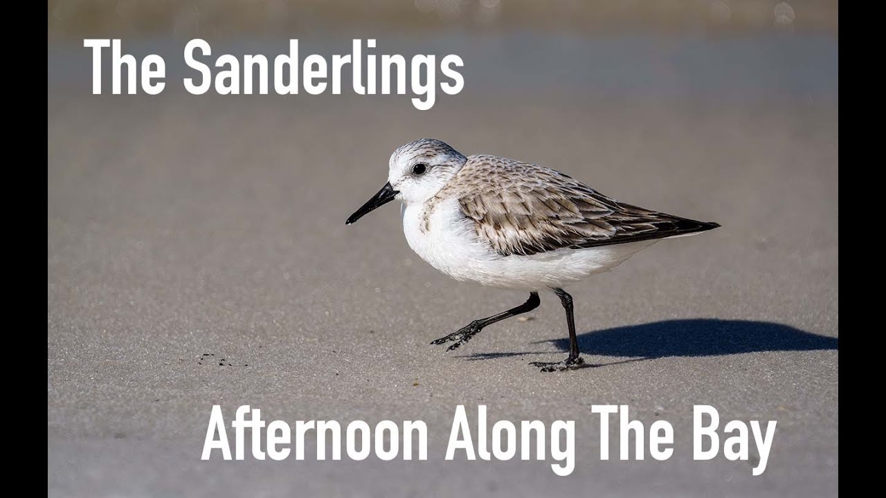 The Sanderling Along The Bay 4K YouTube