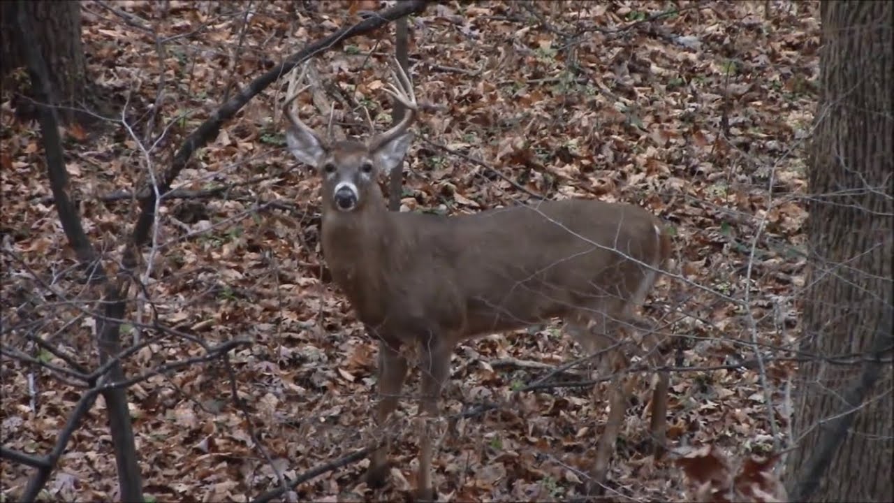 Whitetail Deer HuntingIndiana Archery Season YouTube