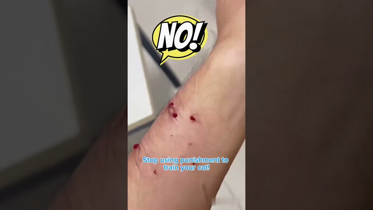 Best Cat Repellent Spray for Furniture! 🐱 Still Using Physical Punishment on Your Cat?