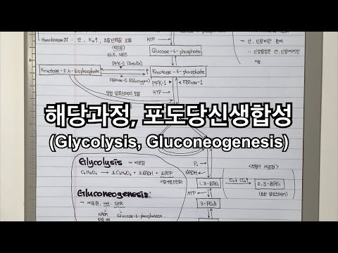 [대학/백지복습] 해당과정, 포도당신생합성 (Glycolysis, Gluconeogenesis)