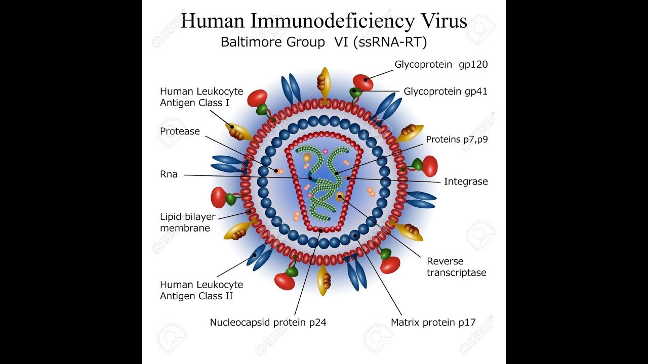 Вич название вируса. Вирус иммунодефицита человека. Вирус ВИЧ. Откуда появился вирус ВИЧ. Откуда появился вирус иммунодефицита человека.