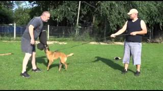 DarkFall Junior - bitework (8 months)