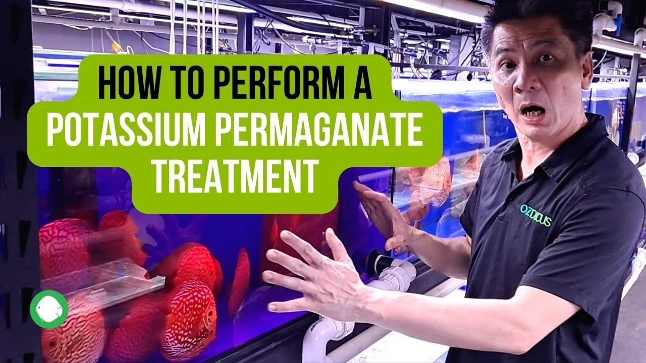 How to perform a Potassium Permanganate treatment OZ Discus YouTube