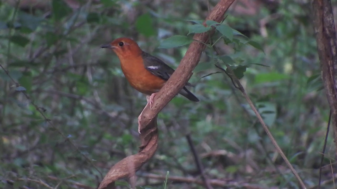 Orange-headed Thrush 