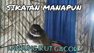 Pancingan dan masteran SIKATAN KIPAS bahan ombyokan agar cepat gacor